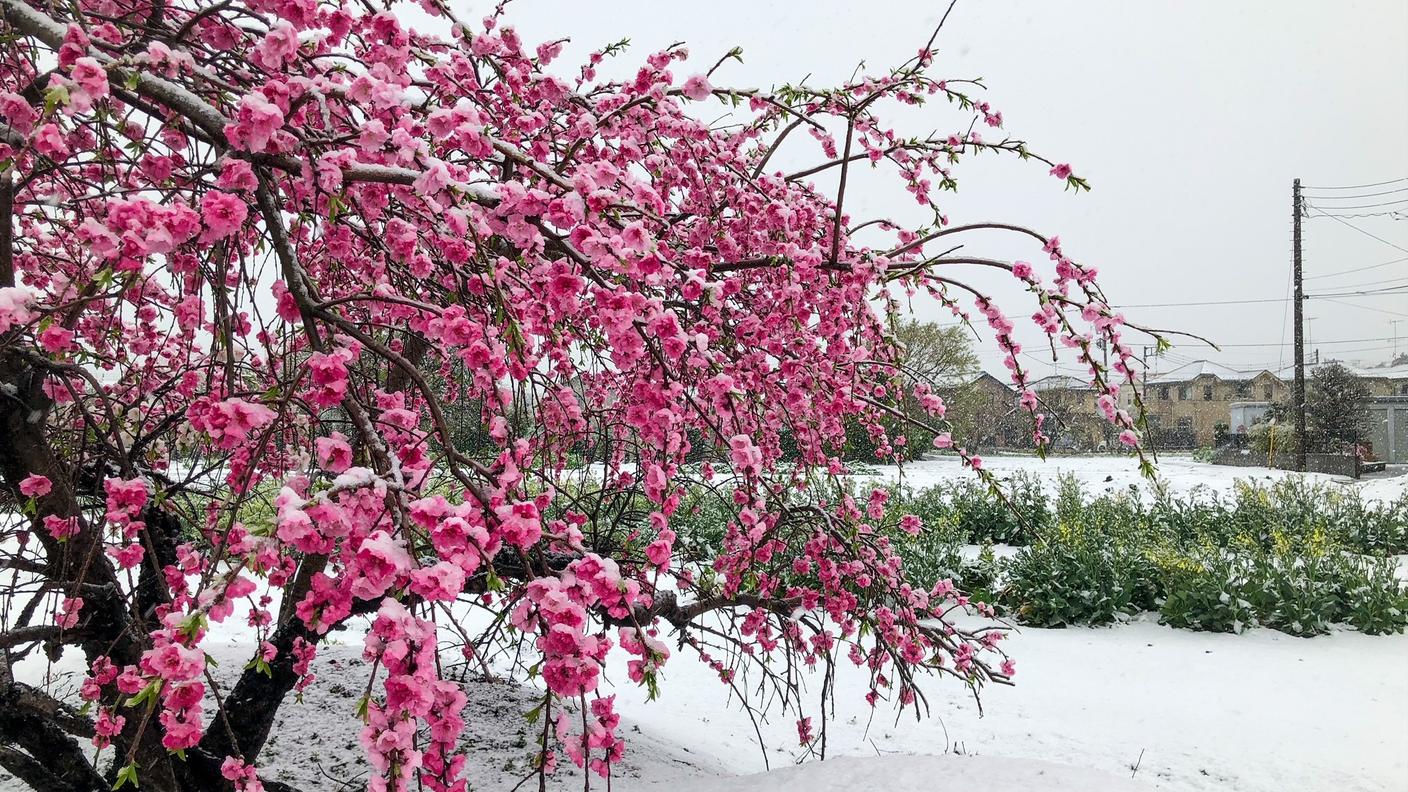 Sakura innevato a Tokyo