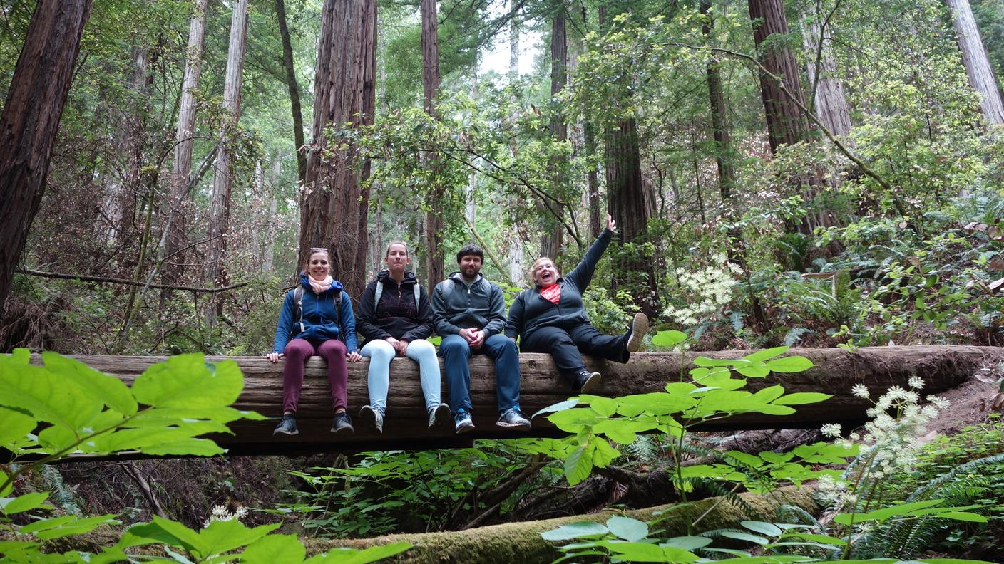 California, Muir Woods