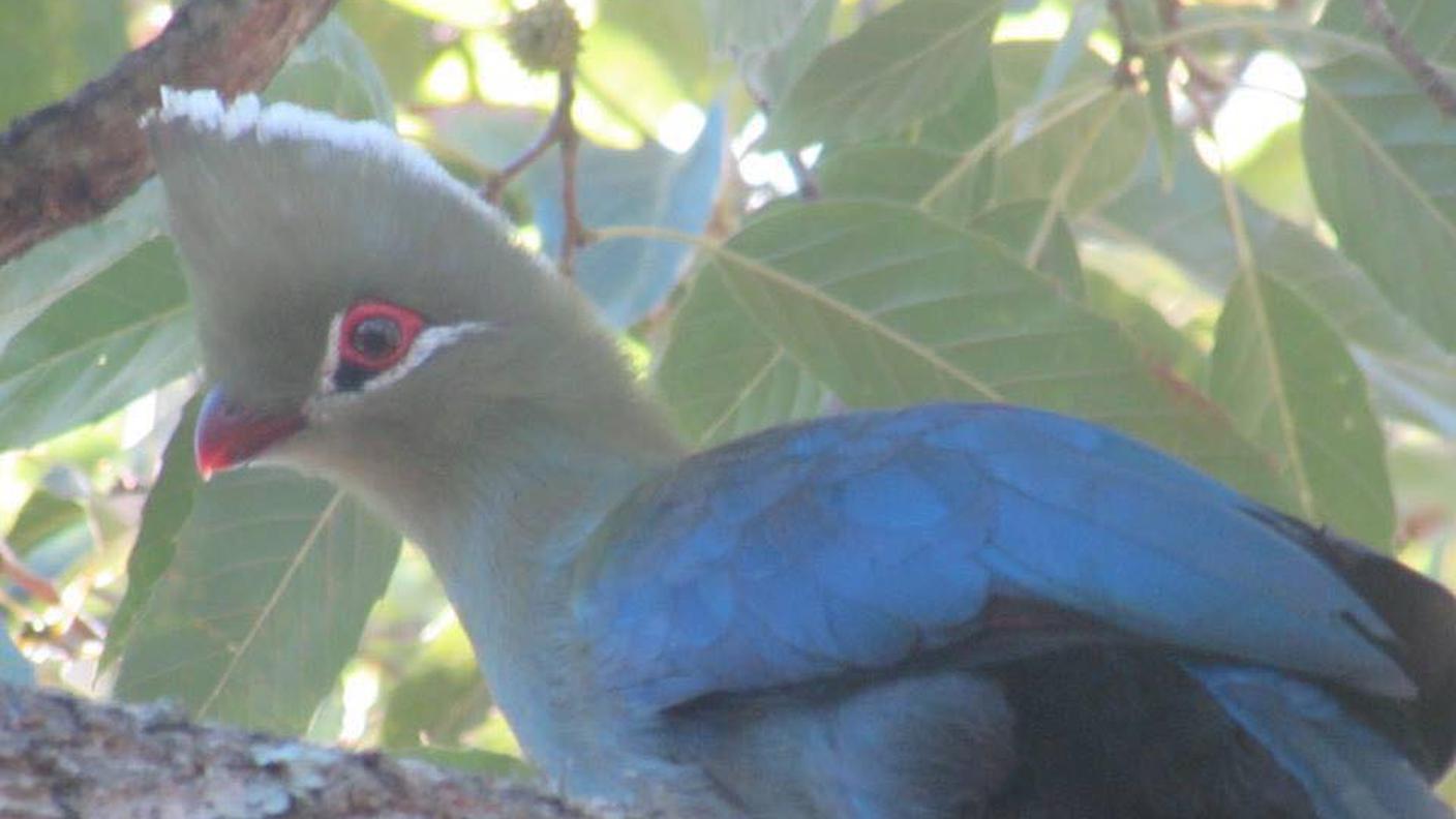 un uccellino del Sudafrica 