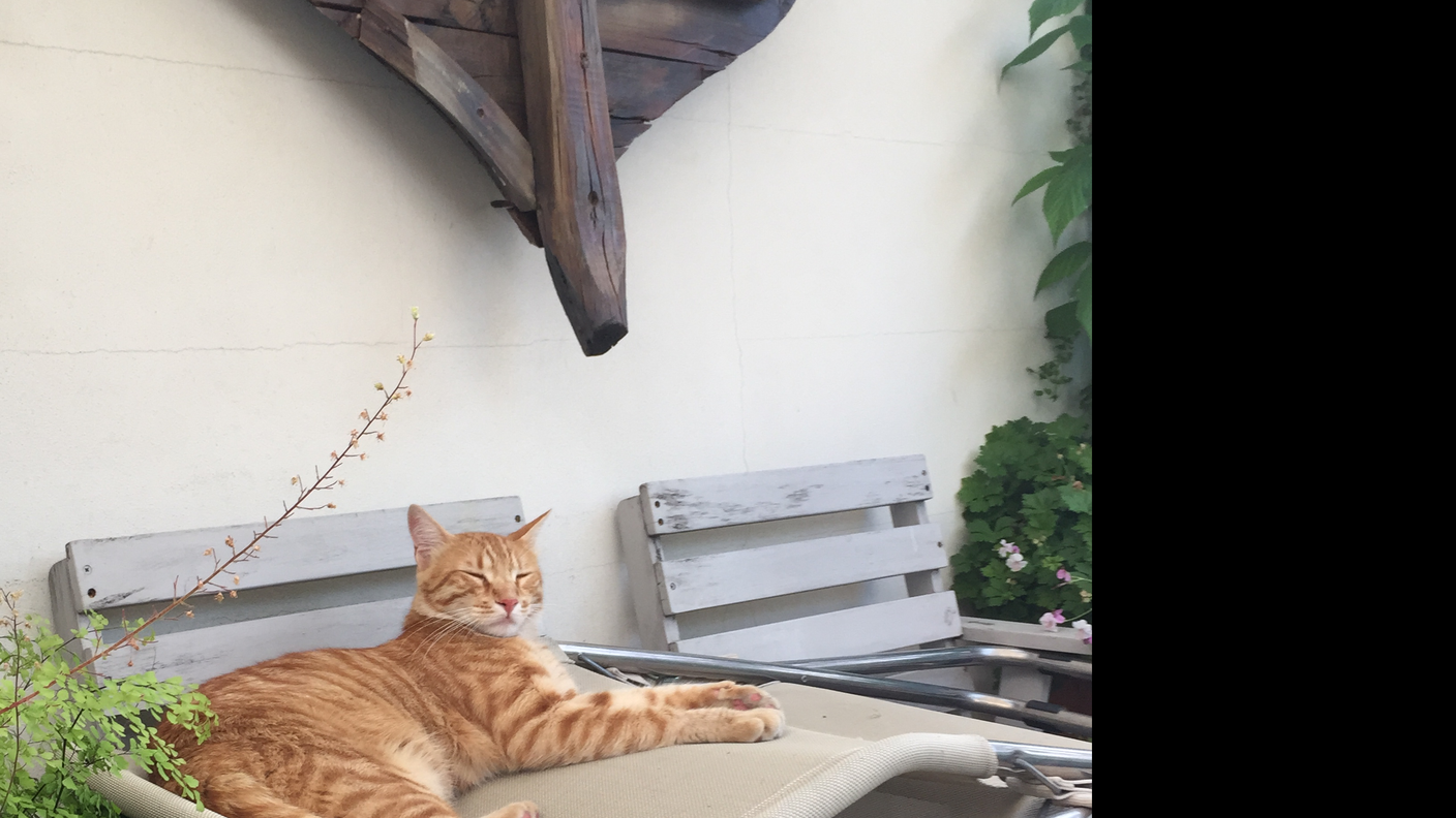 Il gatto di Igor