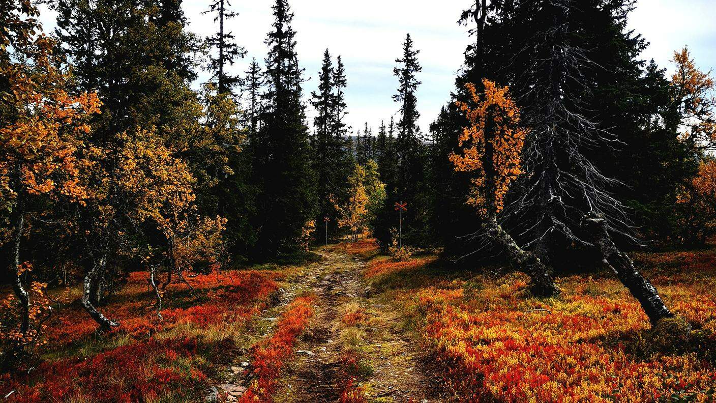In Svezia, in autunno, al nord nel Parco nazionale del Fulufjället, dove lavora