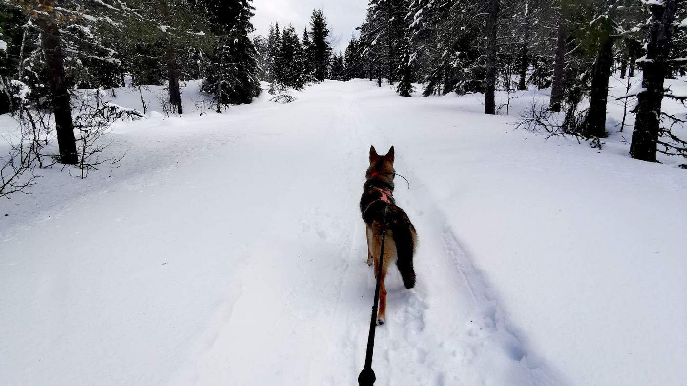 In Norvegia, Giorgia e il suo cane mentre vanno a sciare in montagna