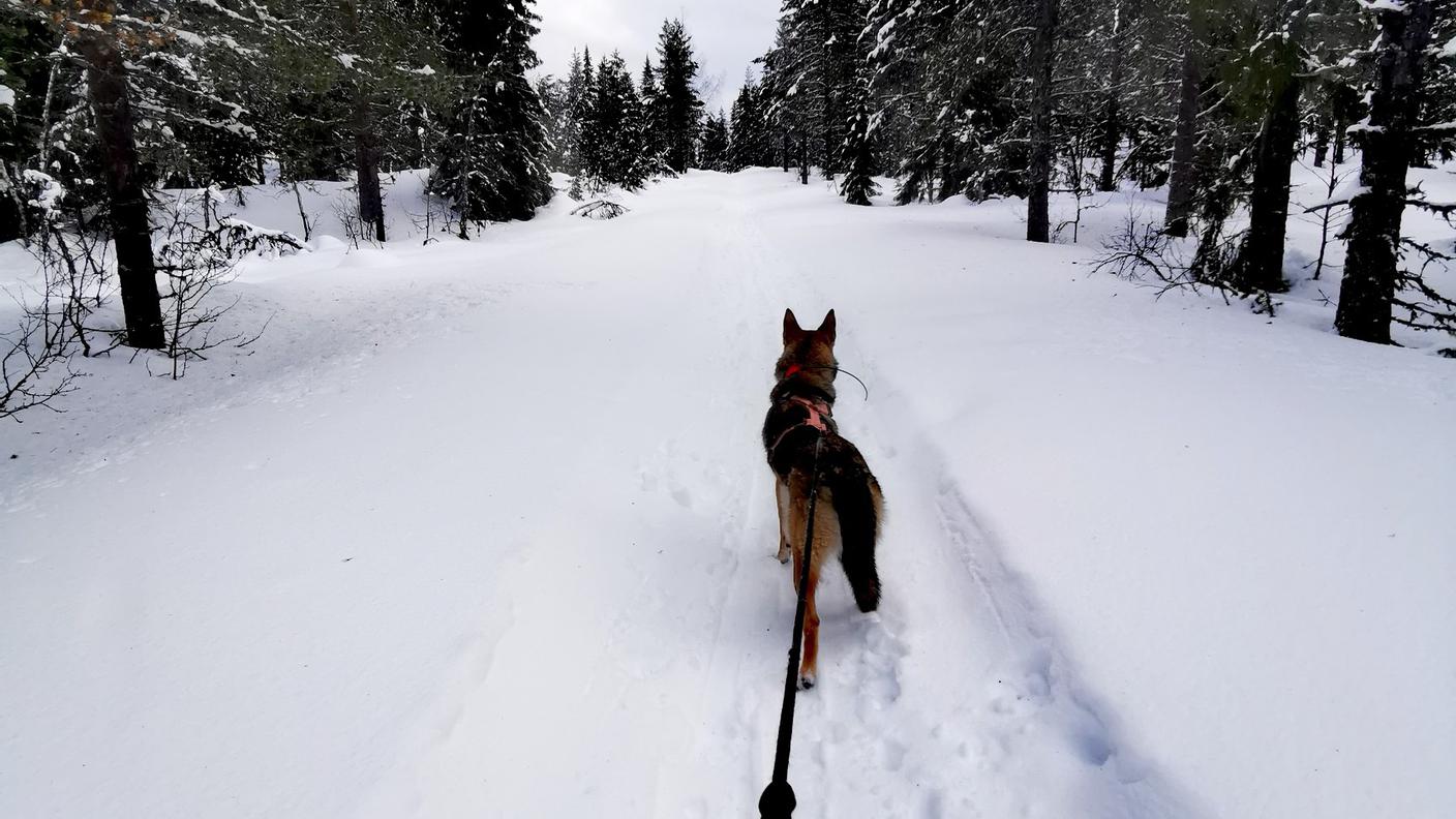 In Norvegia, Giorgia e il suo cane mentre vanno a sciare in montagna