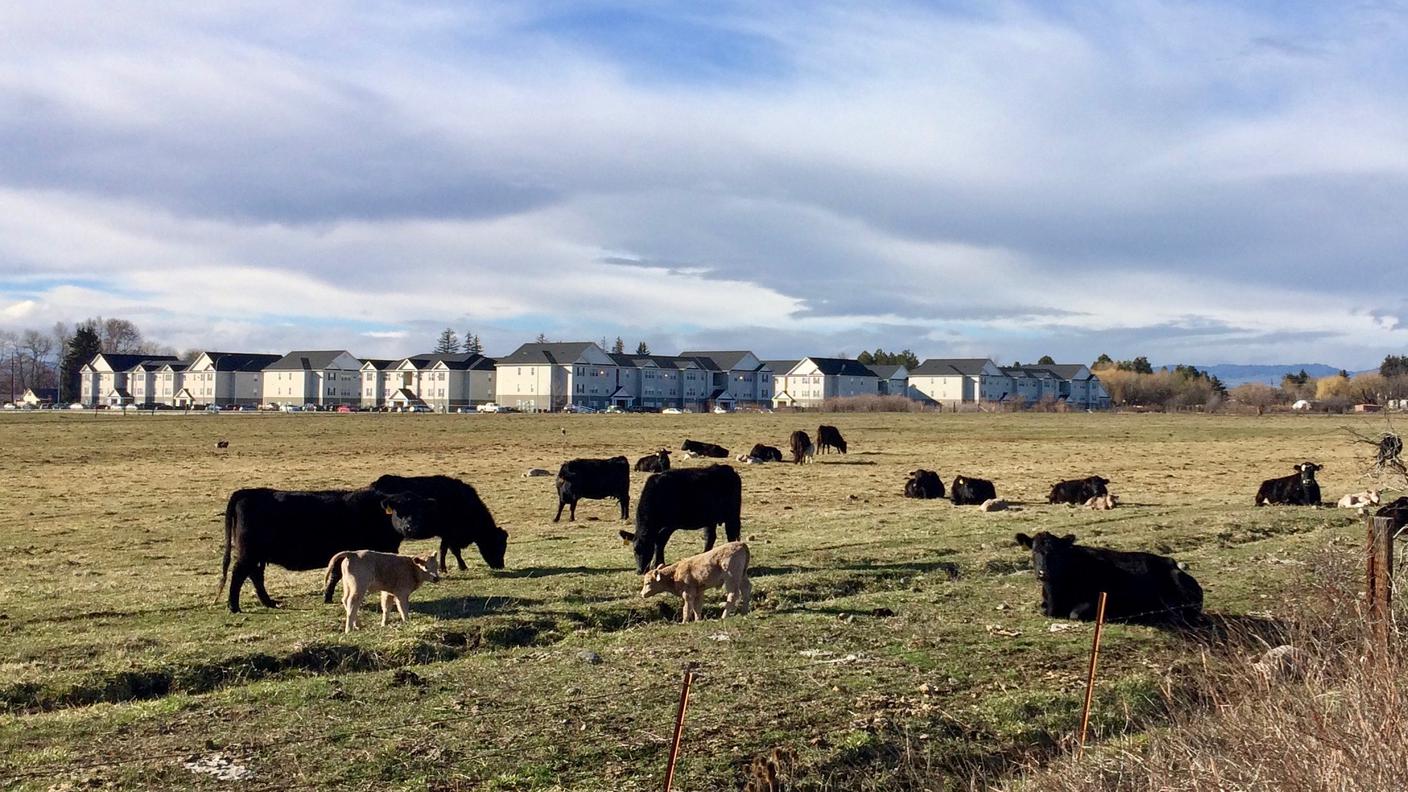 Allevamenti tutto attorno a Ellensburg
