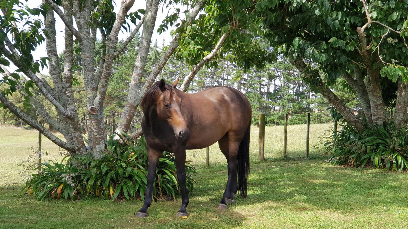 Cavallo di Nadja