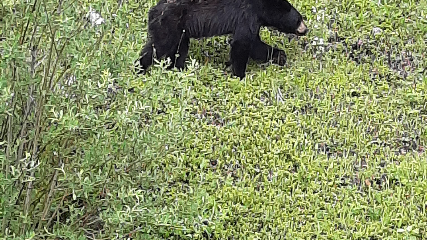 Orso nero fotografato nel parco nazionale di Jasper