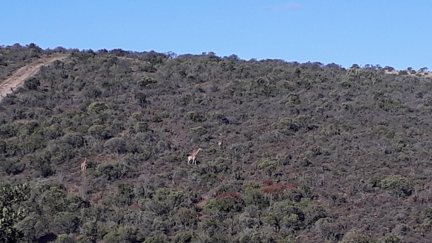 Giraffe in Sudafrica