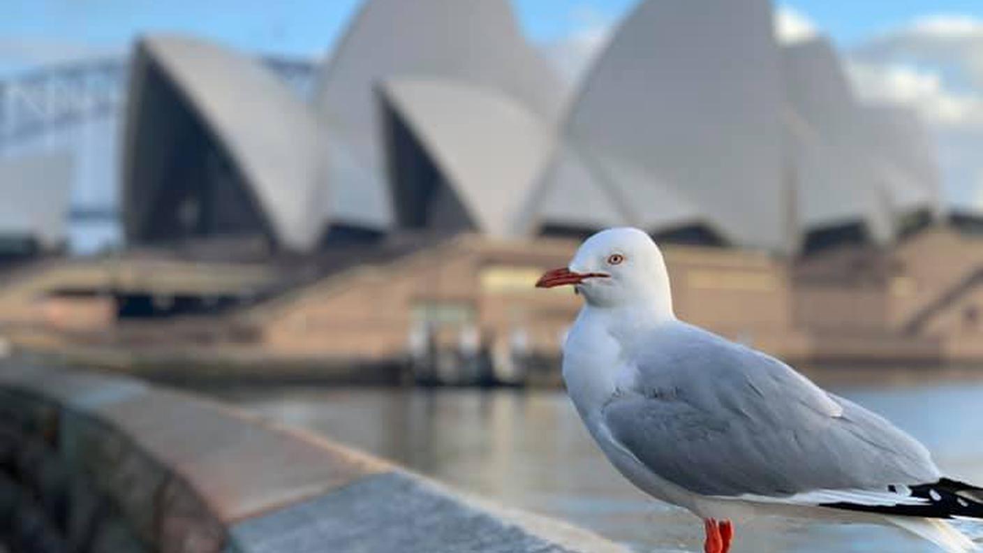 Opera House 