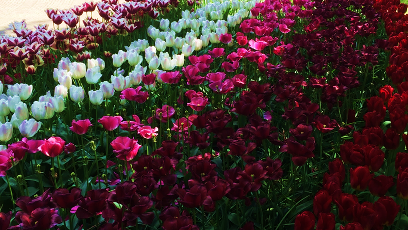 Tulipani al parco botanico di Keukenhof