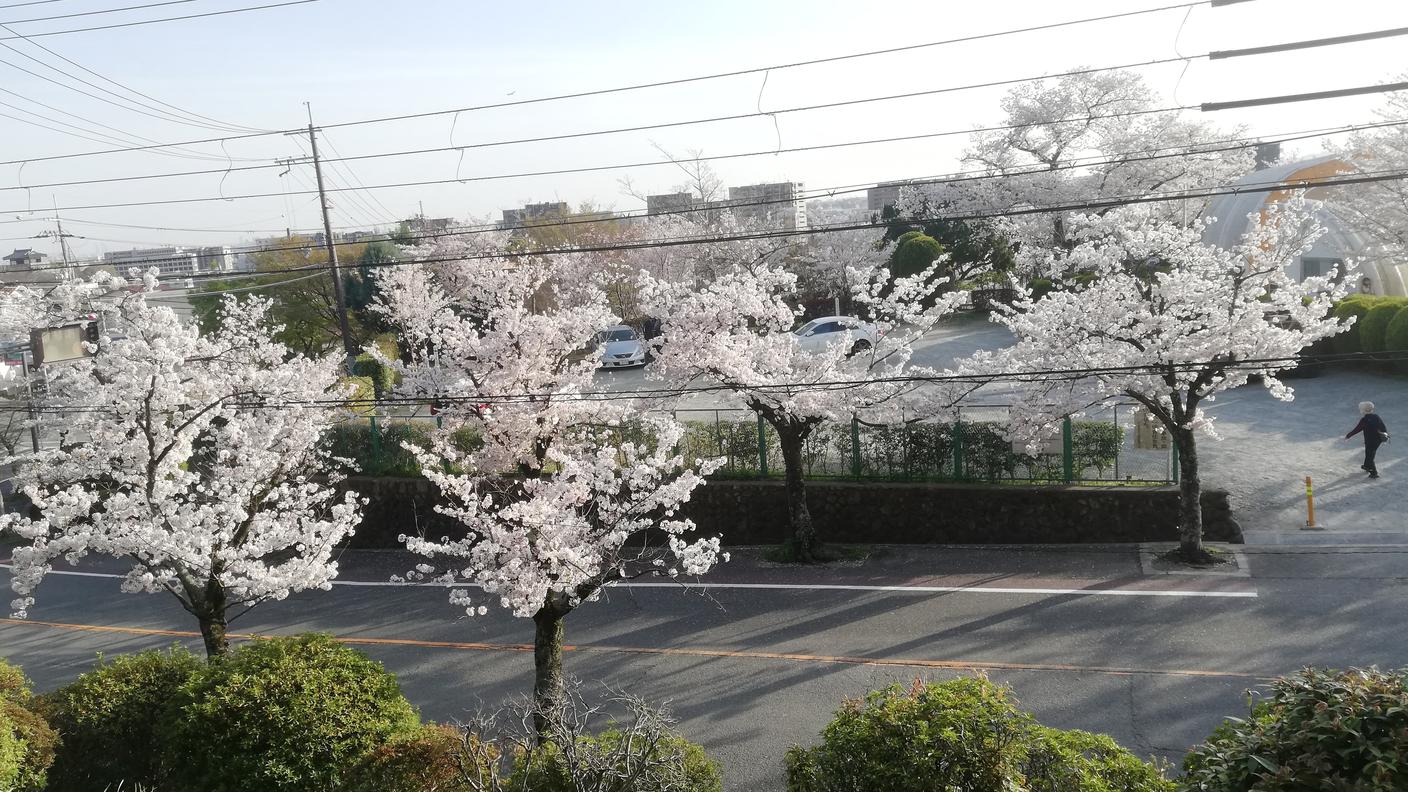 Alberi di ciliegi al Satsukiyama park