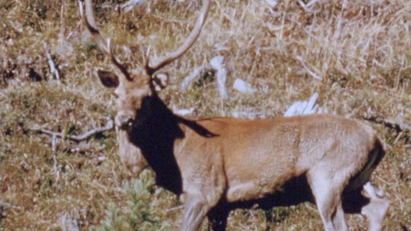 2140671_Natura amica_Il cervo (da Videopark).jpg