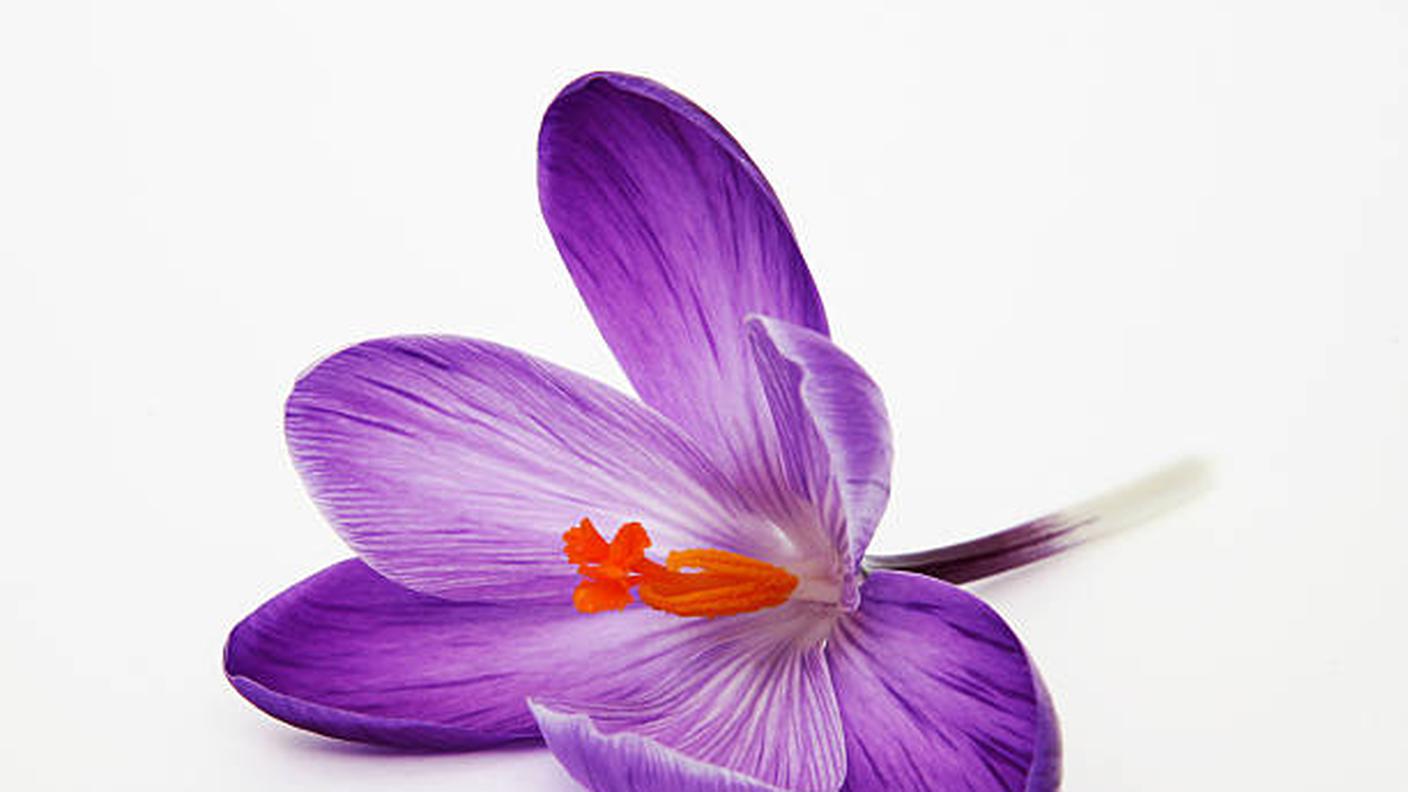 Crocus