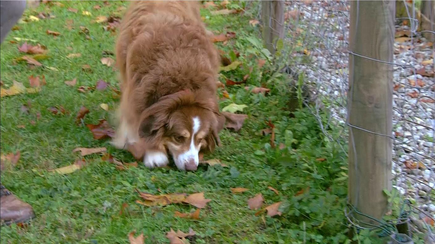 Detection, il mondo odoroso dei cani