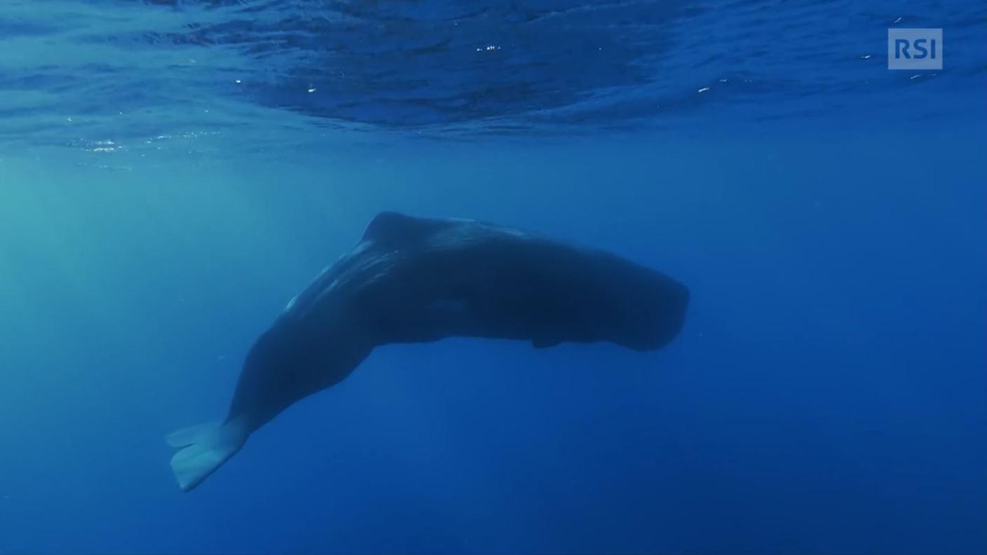 Il giorno delle balene