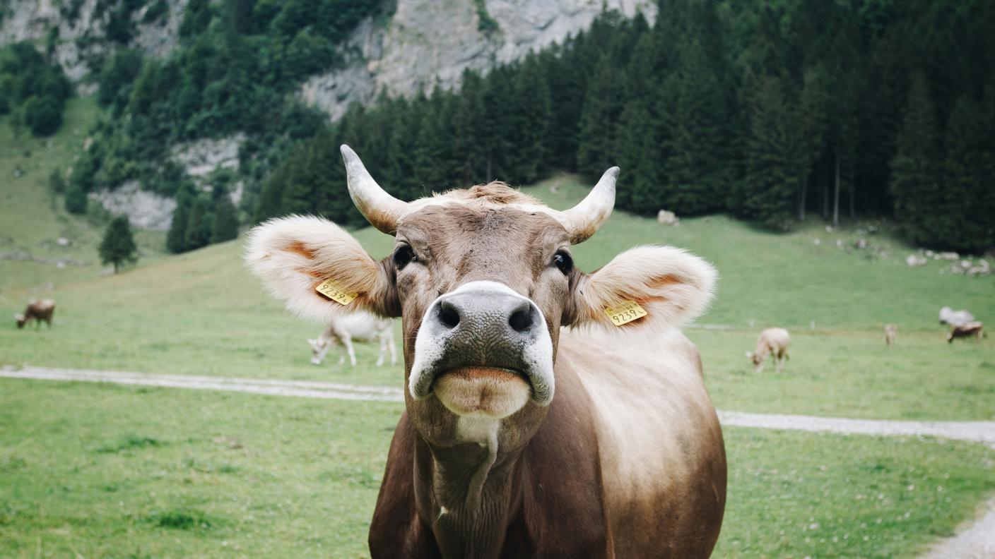 Primopiano di una mucca all'alpe