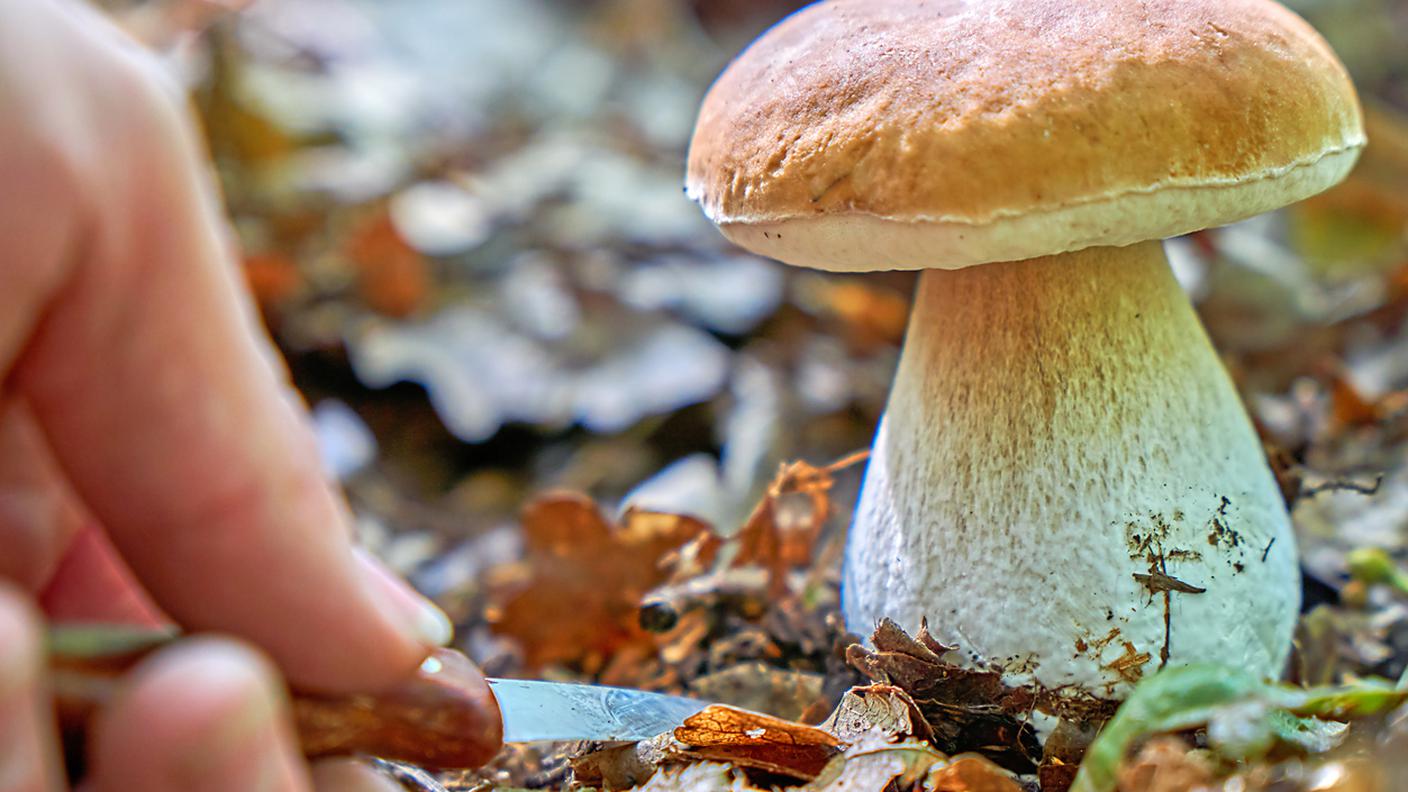 raccogliere funghi porcini