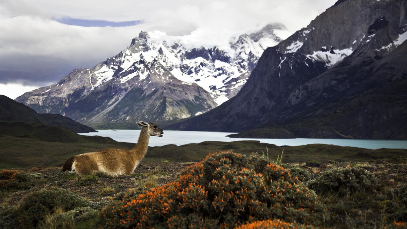 Guanaco a Torres del Paine