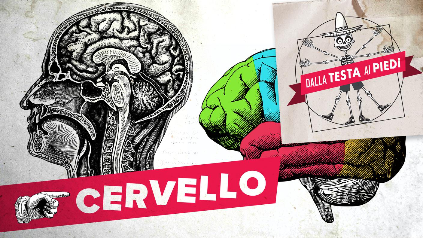 8.CERVELLO.jpg