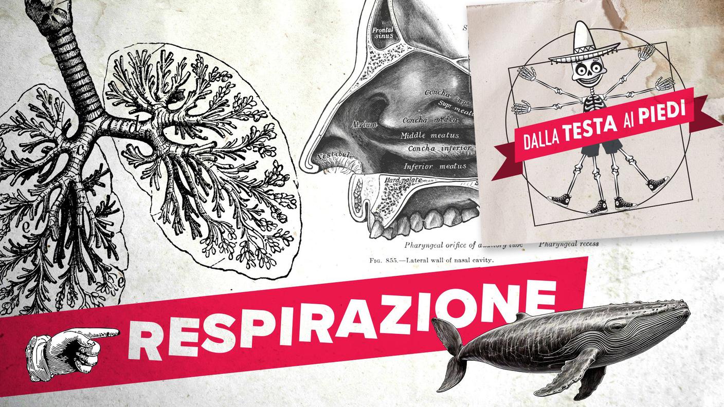 9.RESPIRAZIONE.jpg