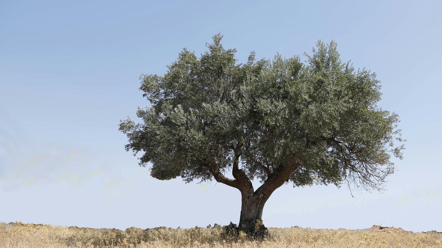 magestico albero di ulivo clima mediterraneo