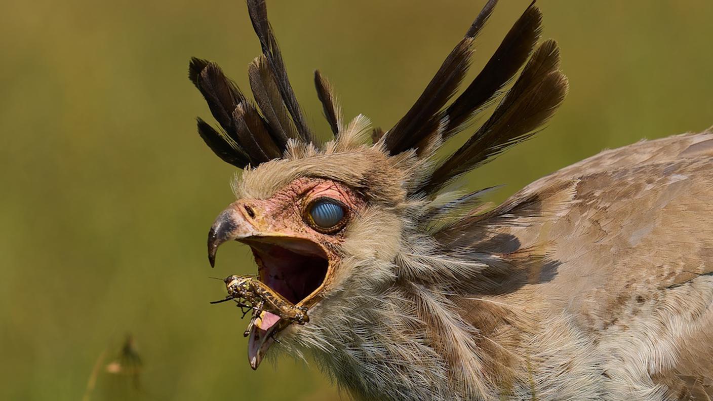 EcologyWinner 2024_Secretary bird gullet_di Peter Hudson.jpg