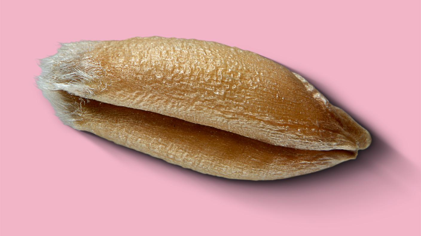 Triticale
