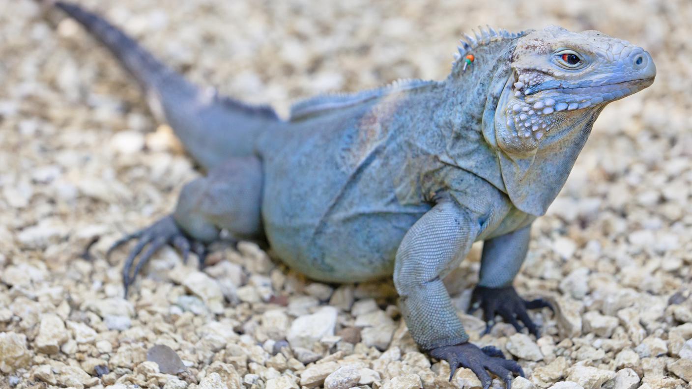 iguana1.jpg