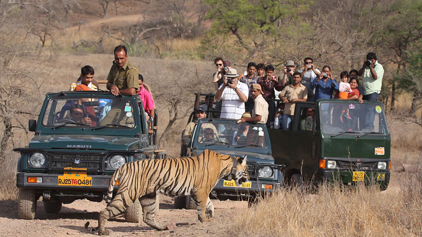 1315903177khandaltigerjunta2sml.jpg