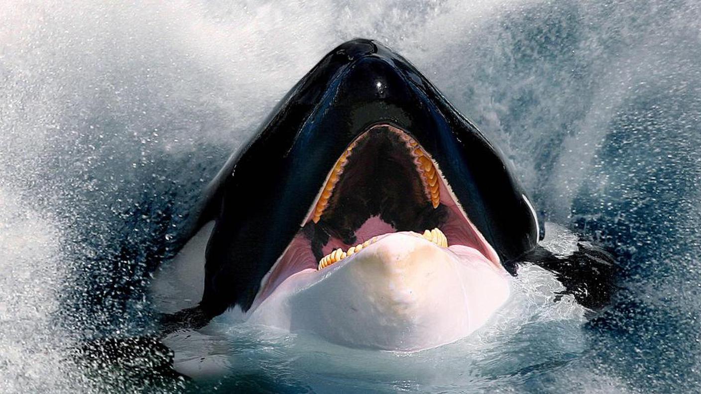 Schwertwal-Killerwal-Orca-Orcinus-orca-orca-great-killer-whale-grampus.jpg