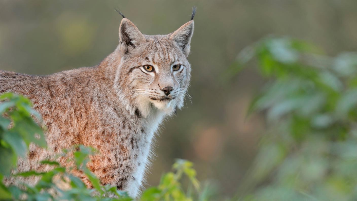 Lince lead