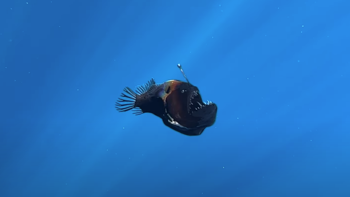 1739086901-diavolo-nero.png