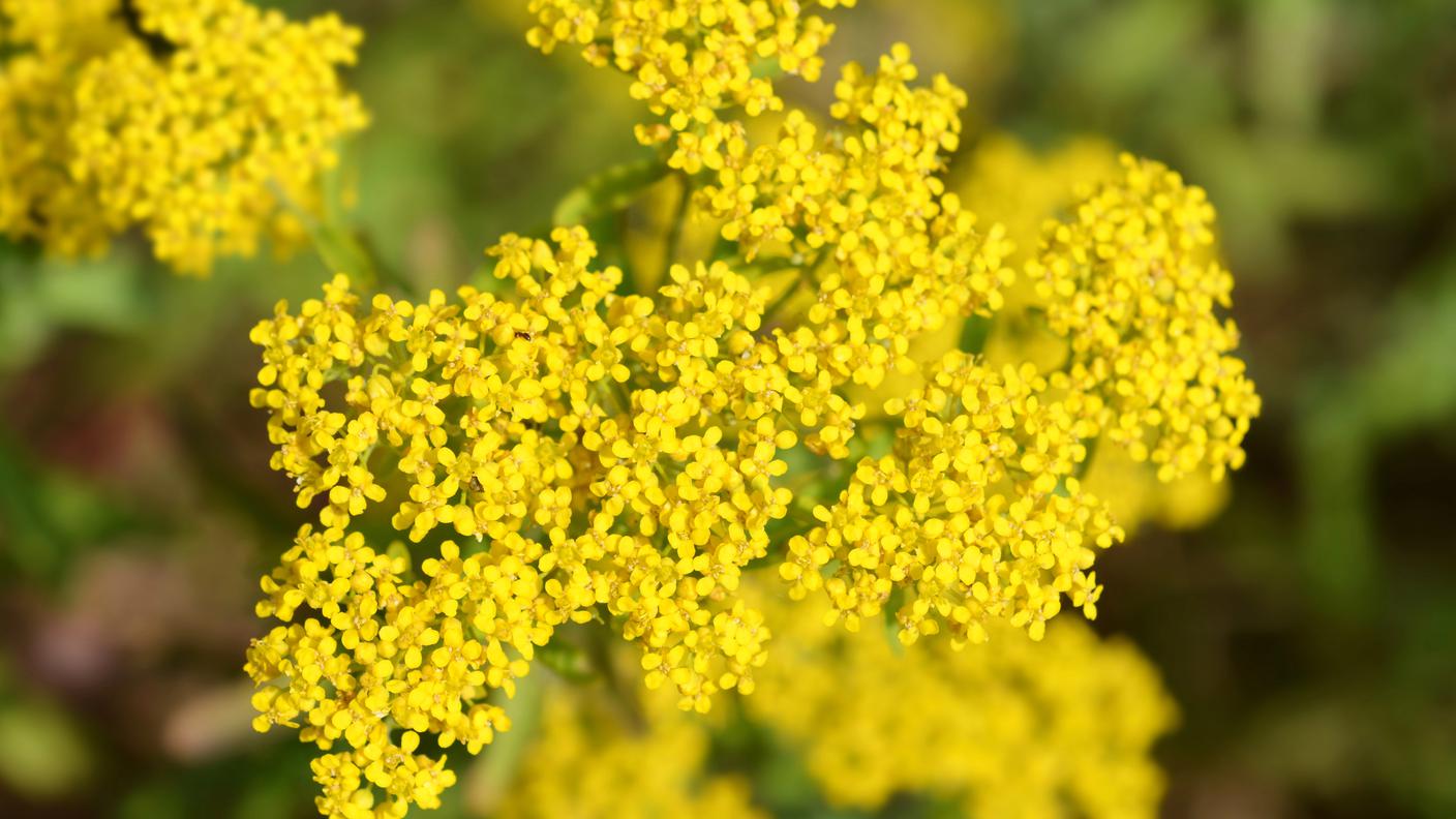 Alyssum murale
