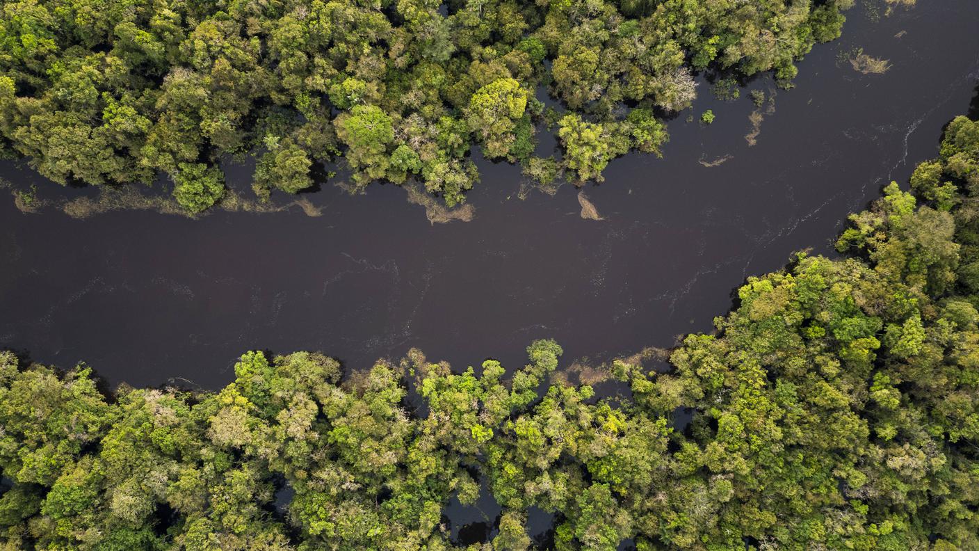 Fiume, amazzonia, foresta, alberi