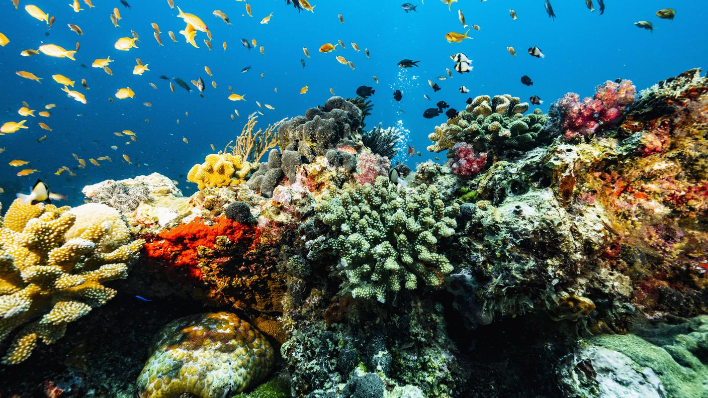 Barriera corallina, Tailandia 