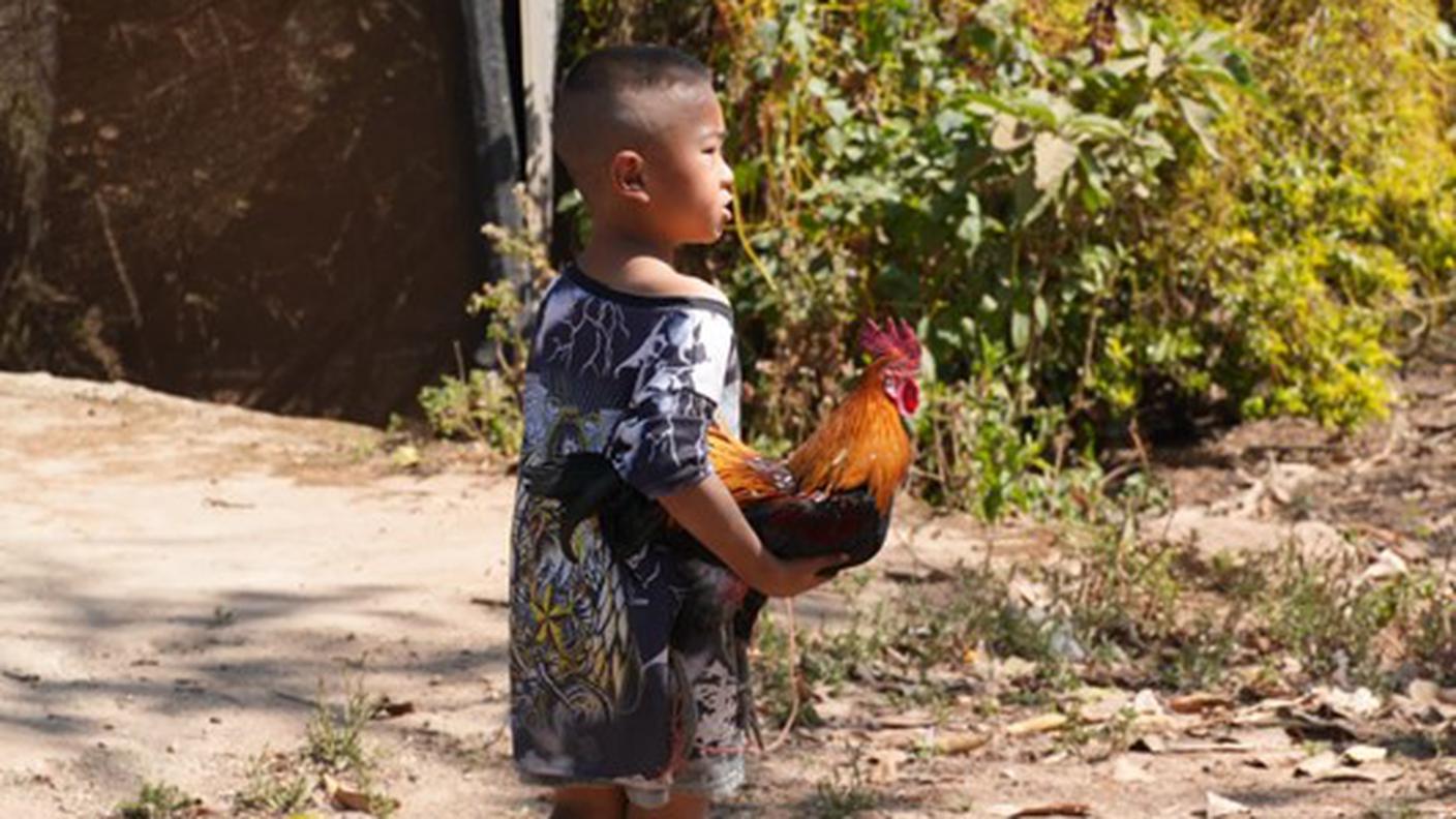 Bambino con gallo in braccio, Khun Chang Khian (foto di Nadja Bonsaver Bertoli)