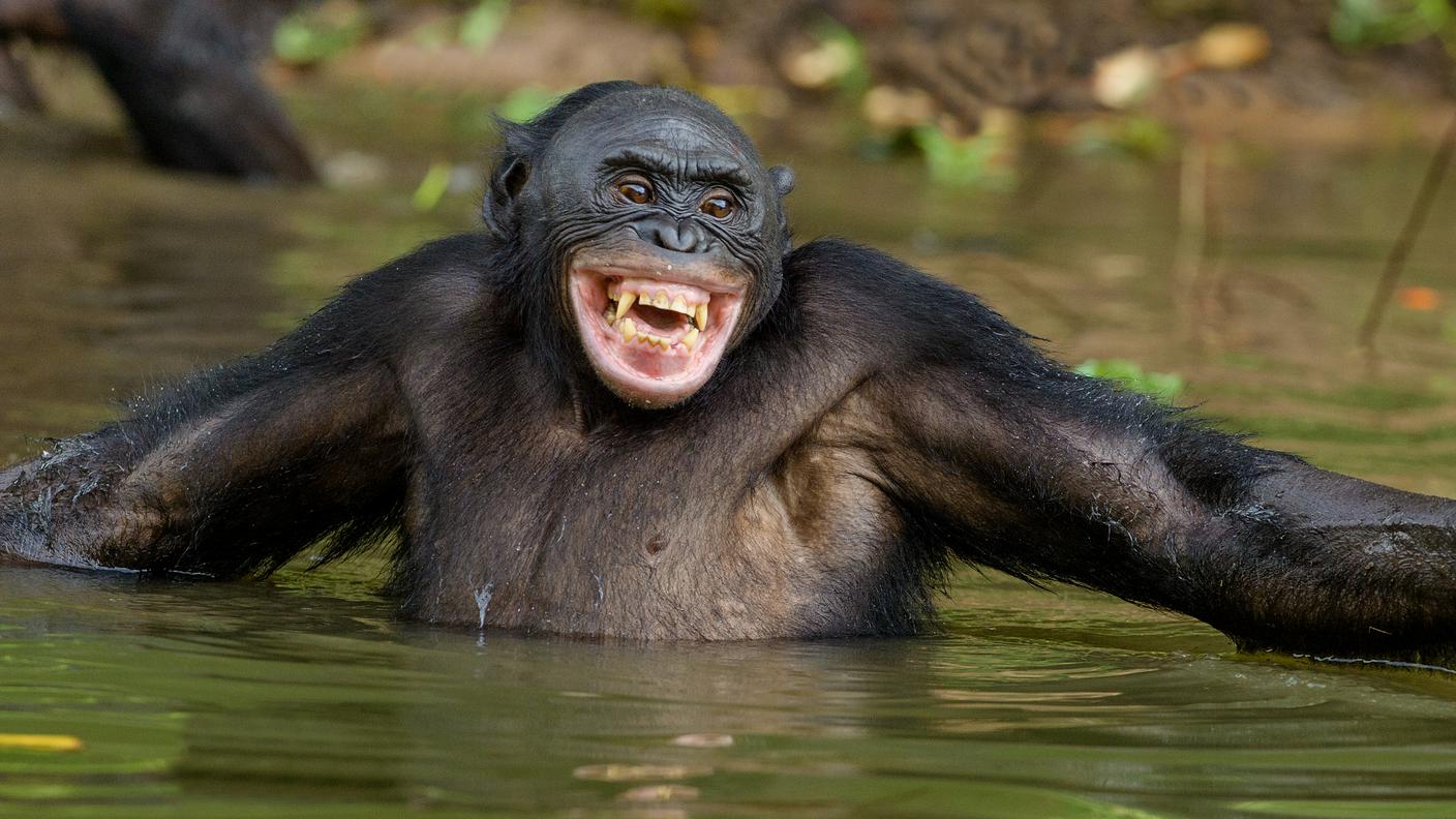 Bonobo, risata 