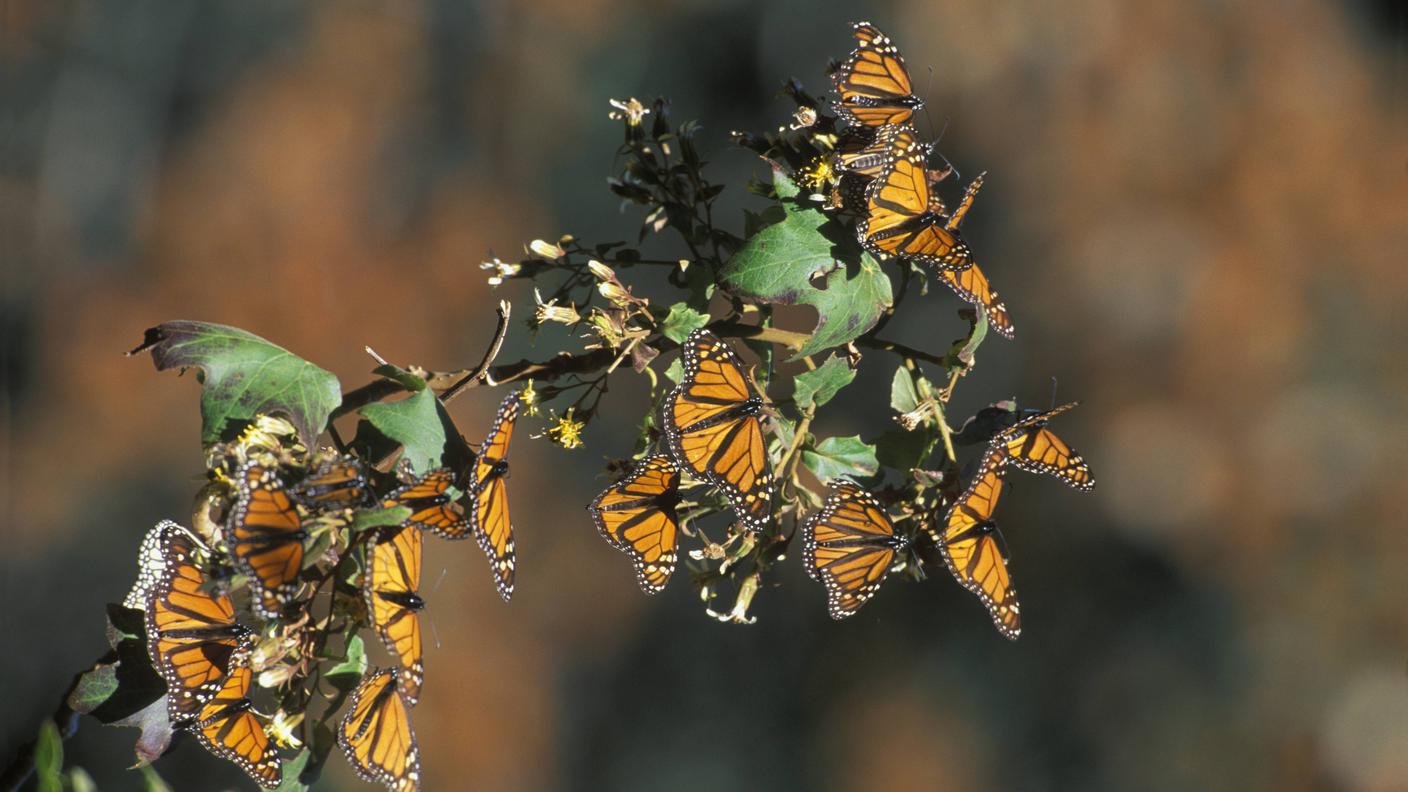 farfalla monarca - imago52685005.jpg