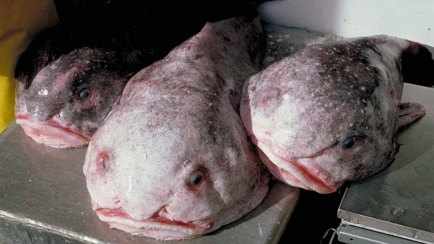 Psychrolutes_phrictus.png