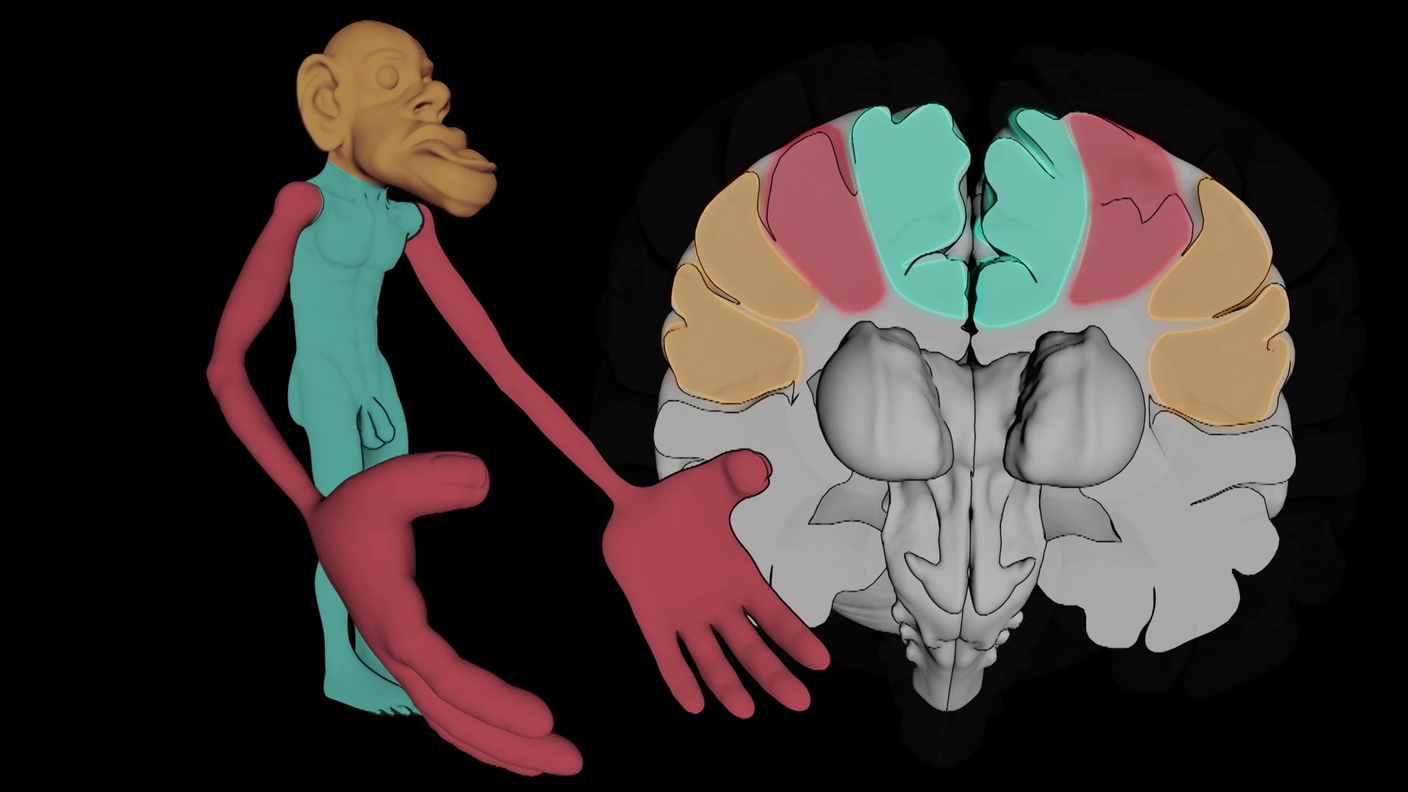Homunculus