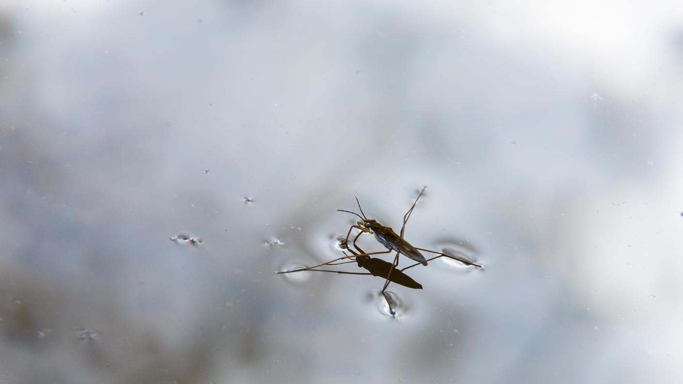 imago377158612_Pond5_Images.jpg
