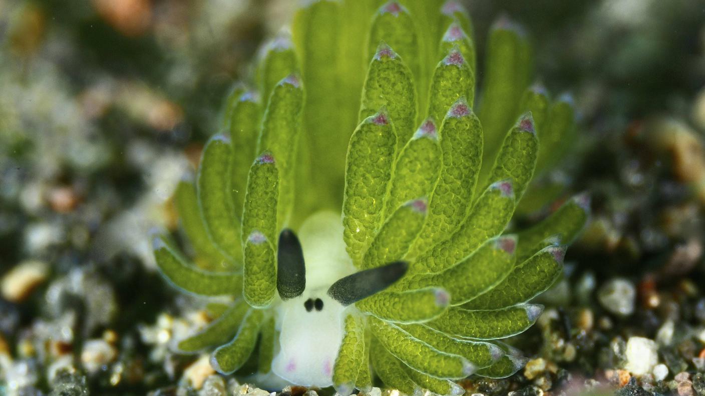 Costasiella kuroshimae lumaca di mare