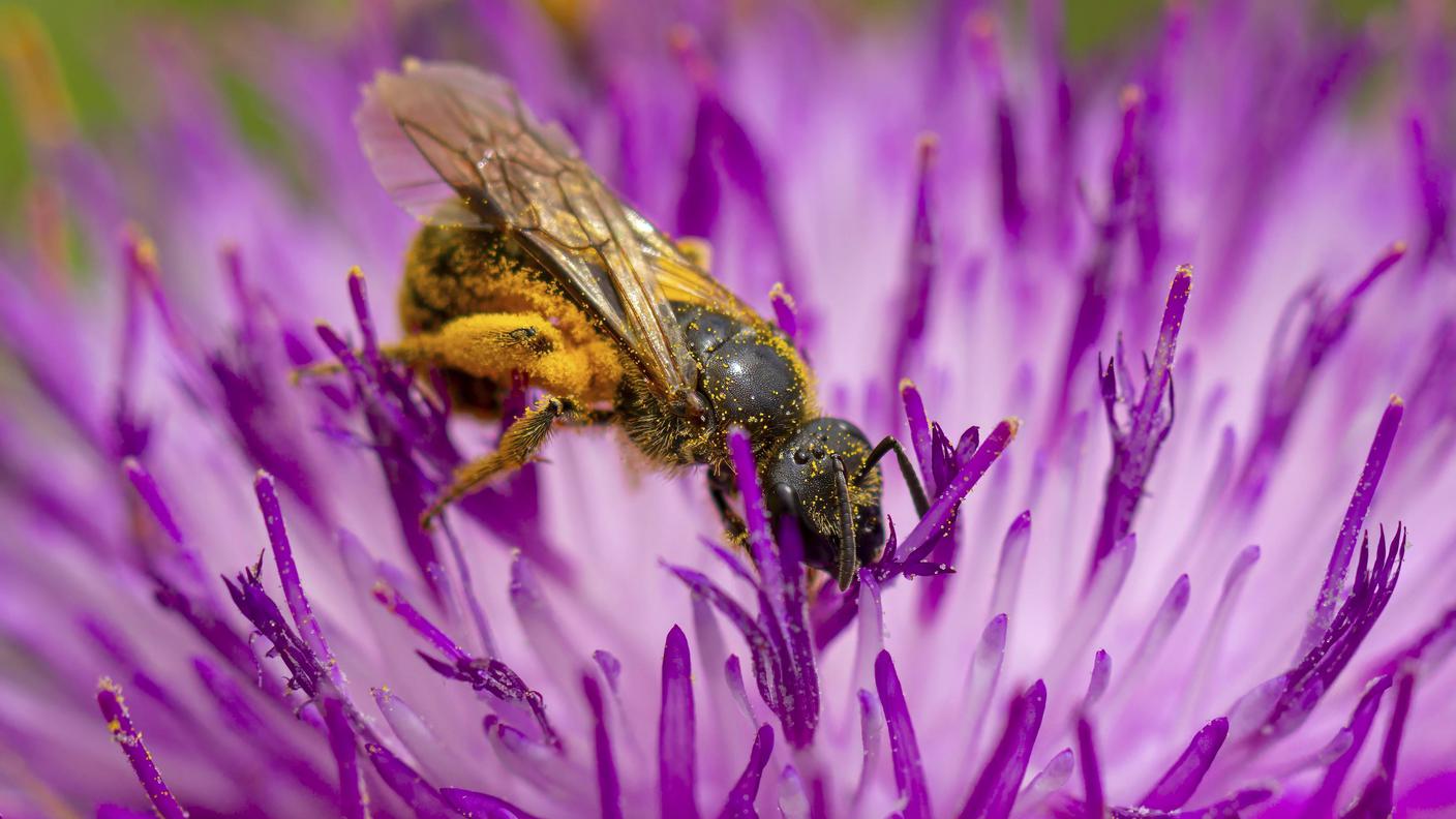 imago581425056.jpg