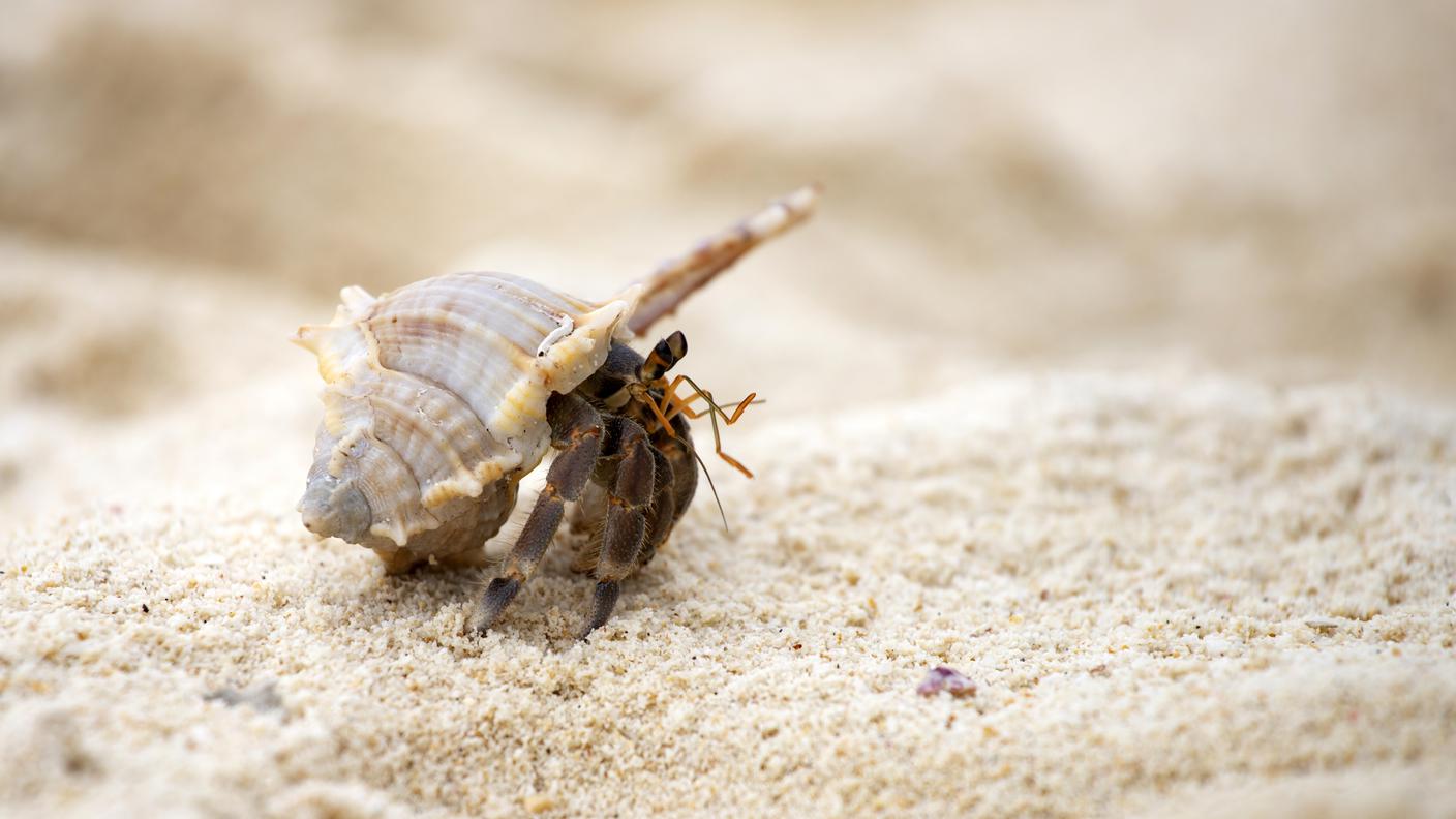 imago650592436_Dreamstime.jpg