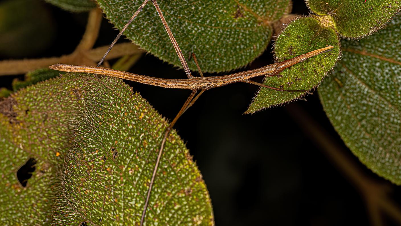 imago356171022_Pond5 Images.jpg