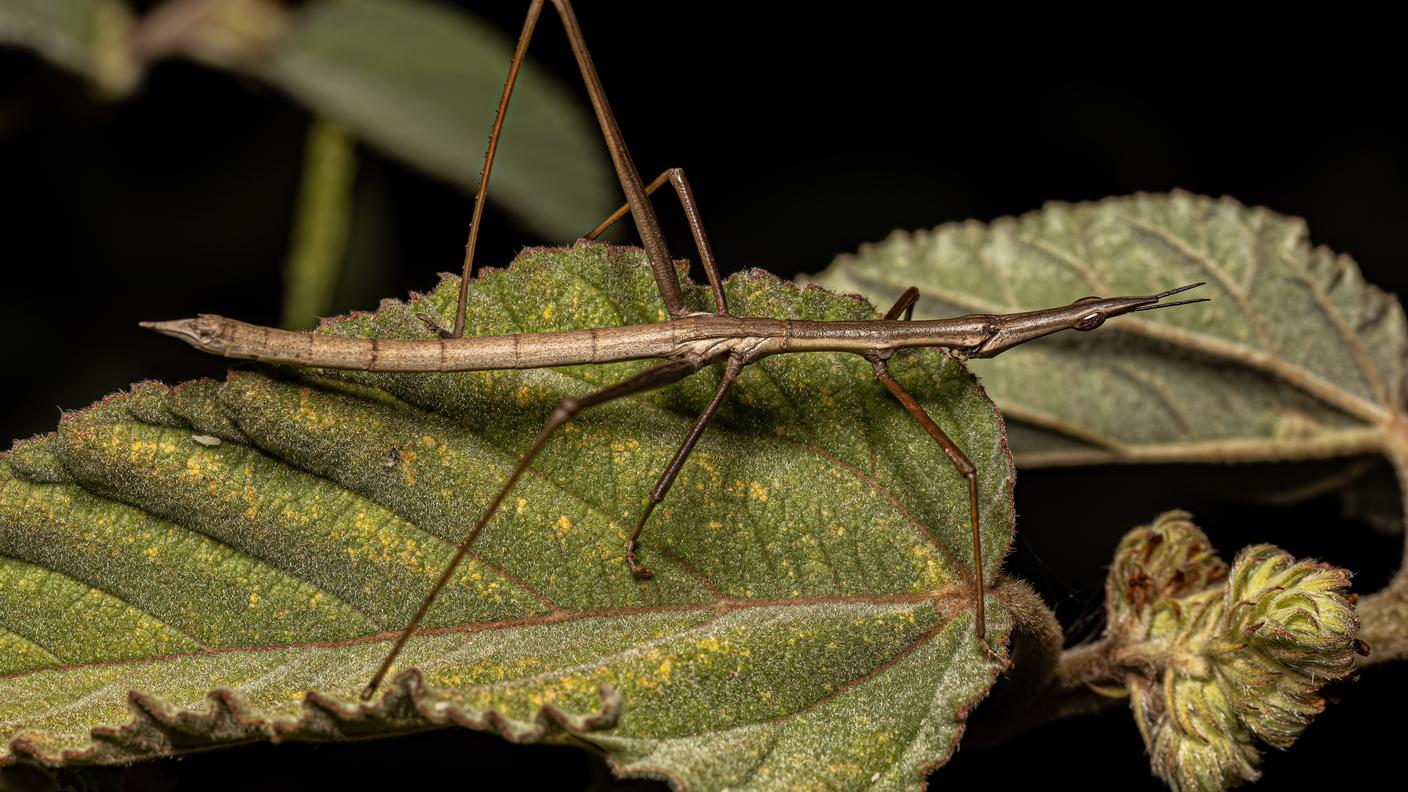 imago358576736_Pond5_Images.jpg