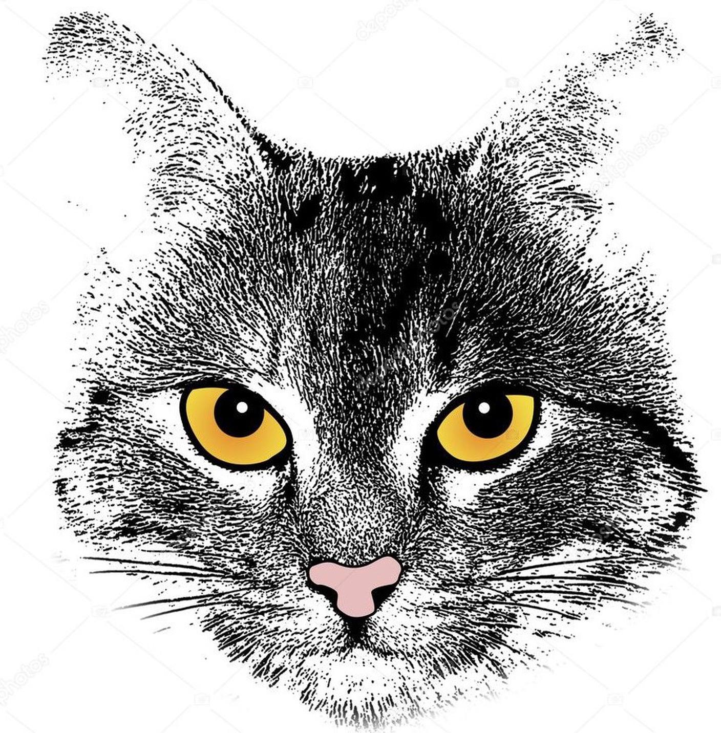 Gatto.jpg