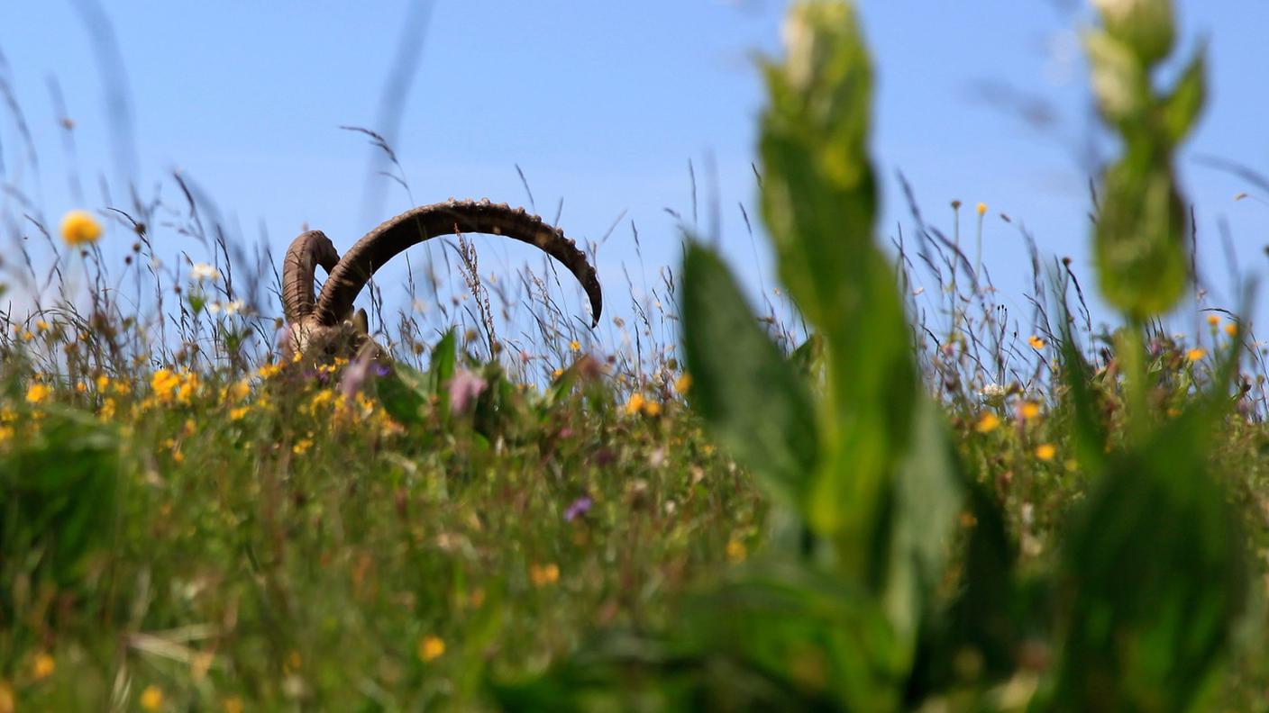 Biodiversità.jpg