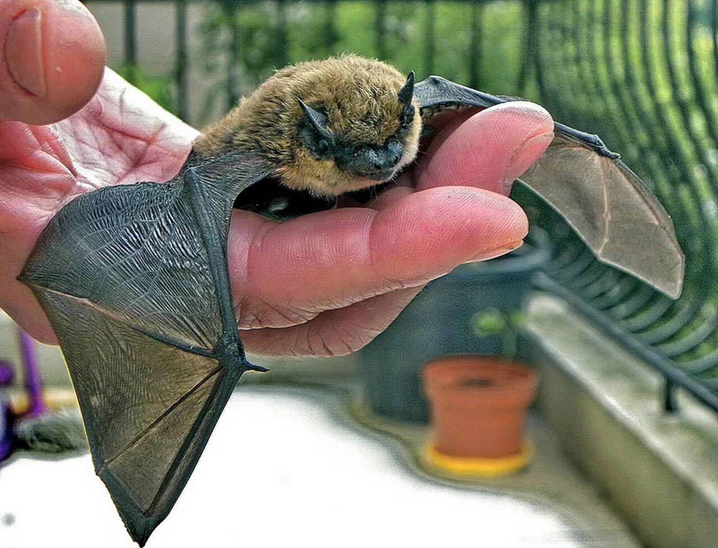 Il pipistrello di Savi è caratterizzato da un pelo della schiena scuro con punte più chiare, la pancia chiara, mentre sul muso porta una maschera scura