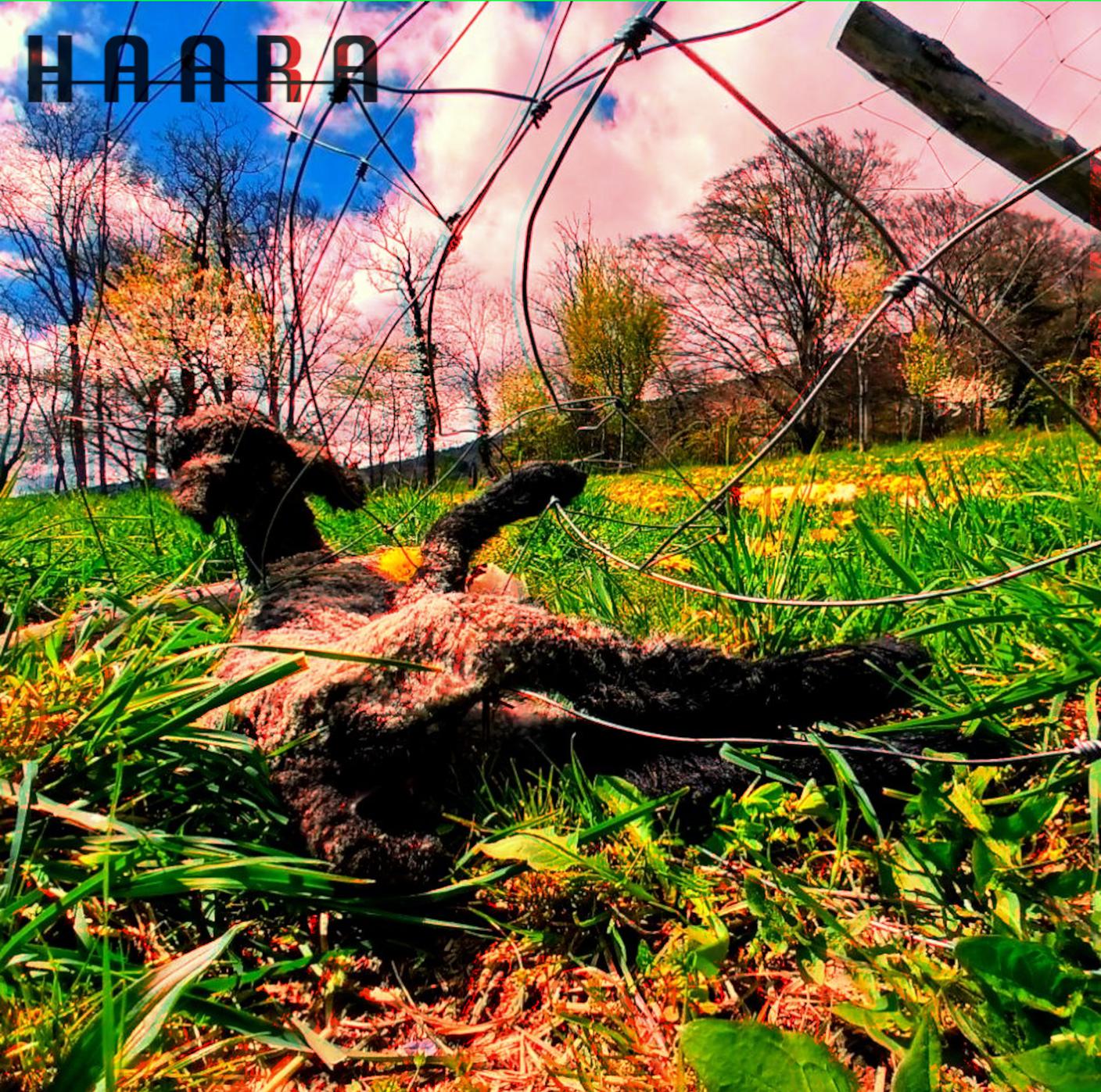 COPERTINA LAMBS nic.jpg