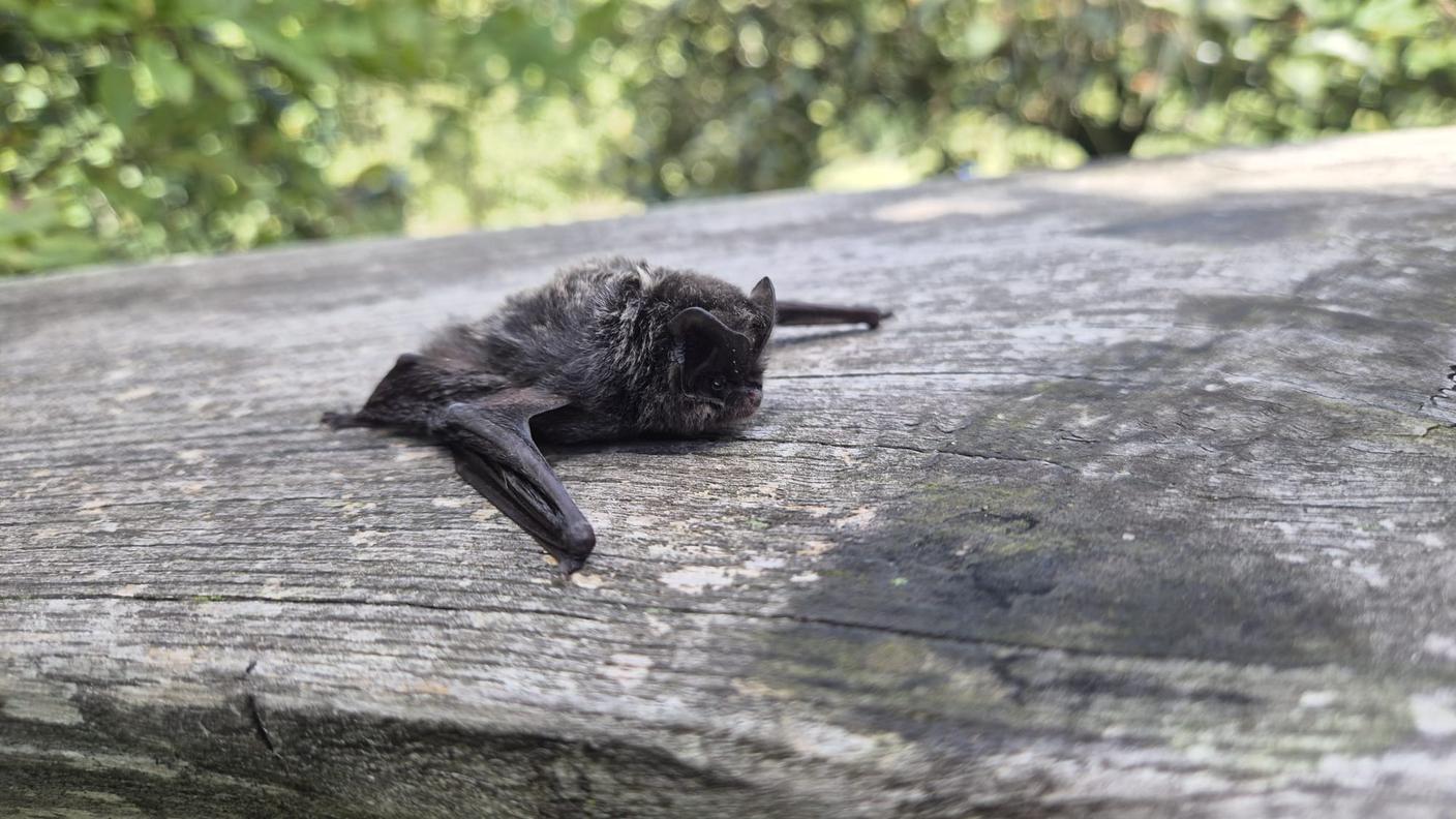 L'esemplare rinvenuto a Lugano